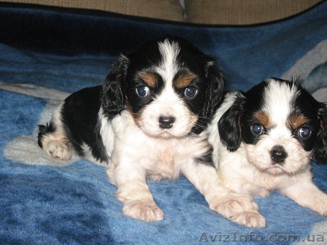 Кавалера кинг Чарльз спаниеля щенки - <ro>Изображение</ro><ru>Изображение</ru> #1, <ru>Объявление</ru> #107785