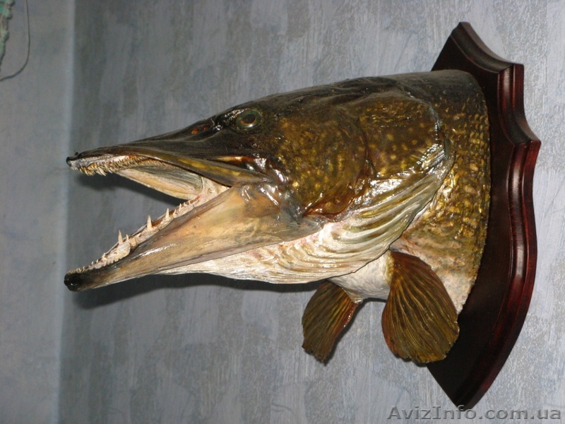 Чучело щуки (голова) - <ro>Изображение</ro><ru>Изображение</ru> #1, <ru>Объявление</ru> #103700