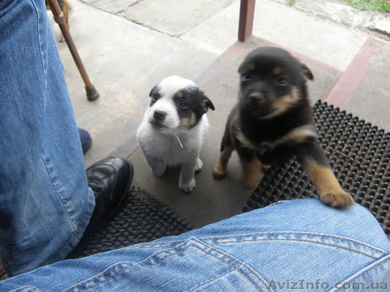 Отдадимв хорошие руки - <ro>Изображение</ro><ru>Изображение</ru> #1, <ru>Объявление</ru> #112958