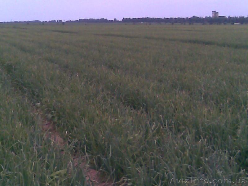 Лук репчатый  от производителя, - <ro>Изображение</ro><ru>Изображение</ru> #1, <ru>Объявление</ru> #117248