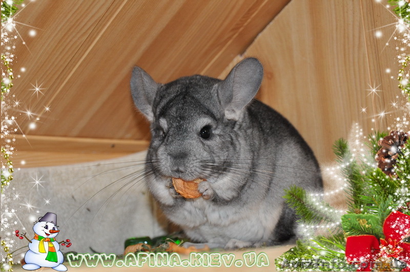 Продам шиншилл с питомника - <ro>Изображение</ro><ru>Изображение</ru> #1, <ru>Объявление</ru> #133334