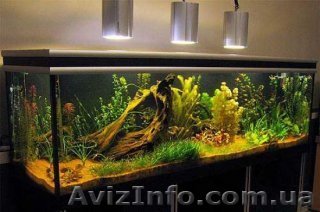 Аквариумы и аквариумное оборудование - <ro>Изображение</ro><ru>Изображение</ru> #1, <ru>Объявление</ru> #127371
