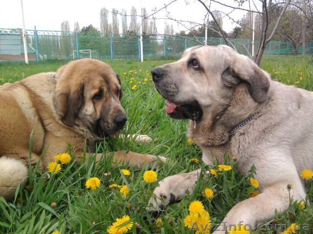 Испанский Мастиф. Щенки. "Из усадьбы Климовых" - <ro>Изображение</ro><ru>Изображение</ru> #1, <ru>Объявление</ru> #130005