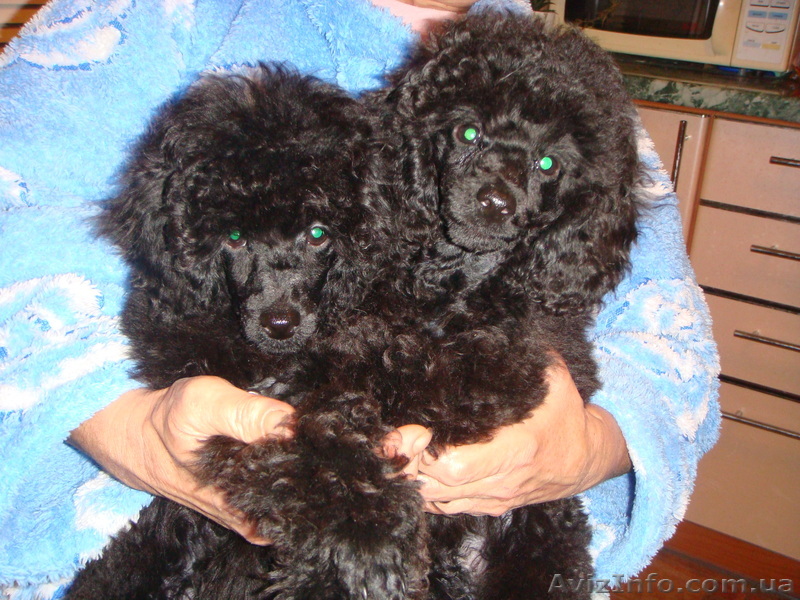 Щенки черного карликового - <ro>Изображение</ro><ru>Изображение</ru> #1, <ru>Объявление</ru> #133930