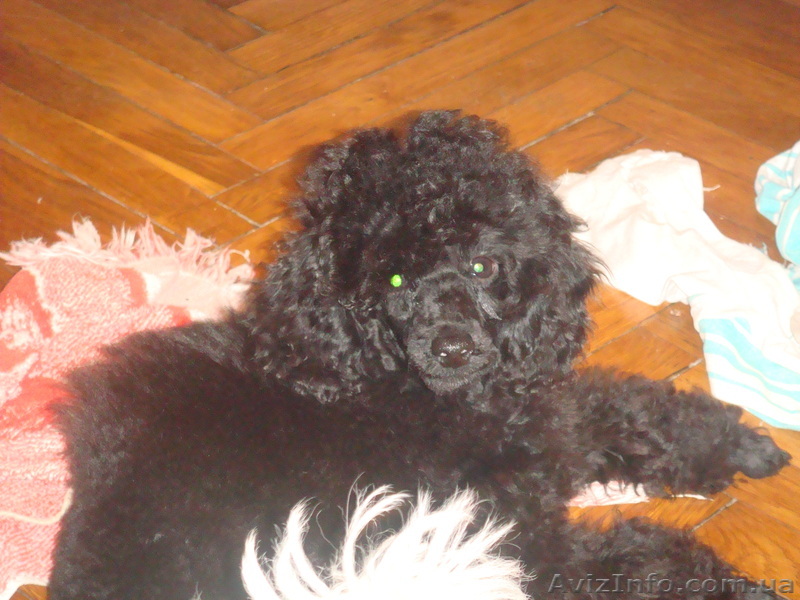 Продаются мальчики черного карликового пуделя  - <ro>Изображение</ro><ru>Изображение</ru> #1, <ru>Объявление</ru> #134425