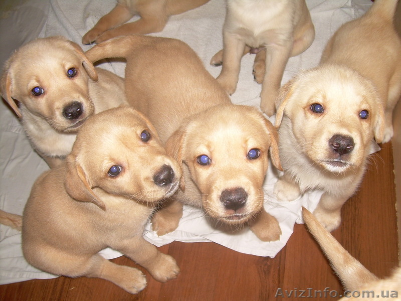 Щенки лабрадора продам - <ro>Изображение</ro><ru>Изображение</ru> #1, <ru>Объявление</ru> #126505