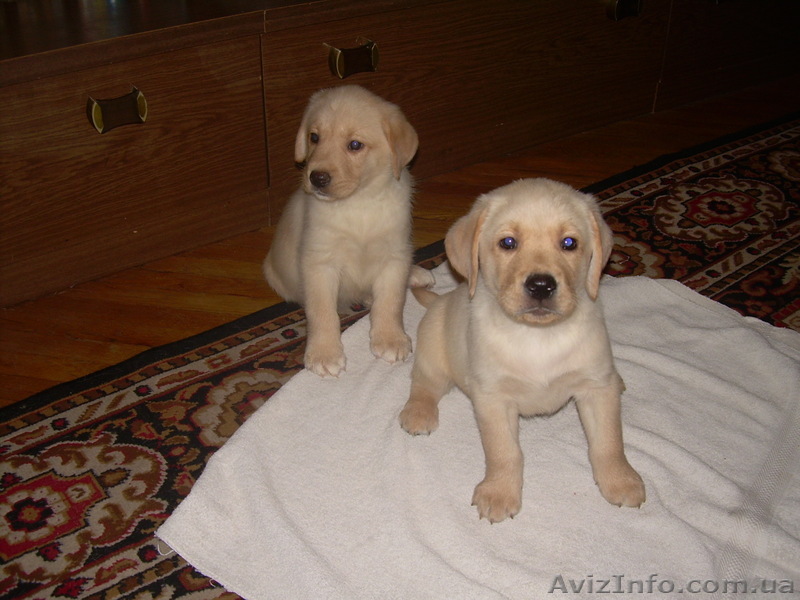 Срочно продам щенков лабрадора - <ro>Изображение</ro><ru>Изображение</ru> #1, <ru>Объявление</ru> #135026