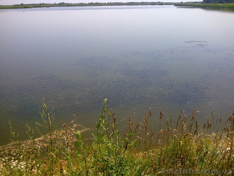 ПРОДАЖА ТОЛСТОЛОБА ОПТОМ - <ro>Изображение</ro><ru>Изображение</ru> #1, <ru>Объявление</ru> #134881