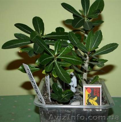 Продам саженцы Адениума - <ro>Изображение</ro><ru>Изображение</ru> #1, <ru>Объявление</ru> #120538