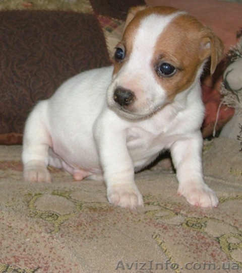 Джек рассел-элитные щенки для выставок Вязки Первый профпитомник  - <ro>Изображение</ro><ru>Изображение</ru> #1, <ru>Объявление</ru> #129640