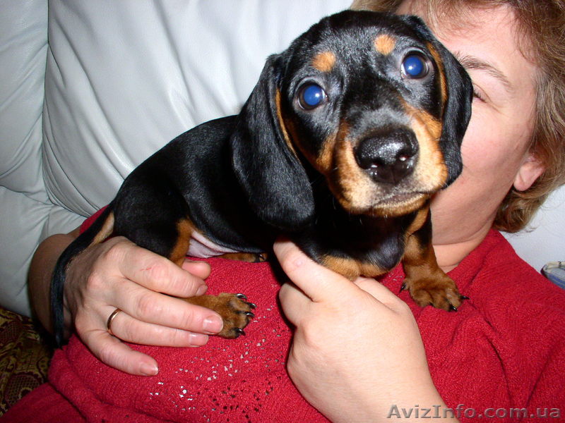 Киев 095 395 15 94 - <ro>Изображение</ro><ru>Изображение</ru> #1, <ru>Объявление</ru> #125999