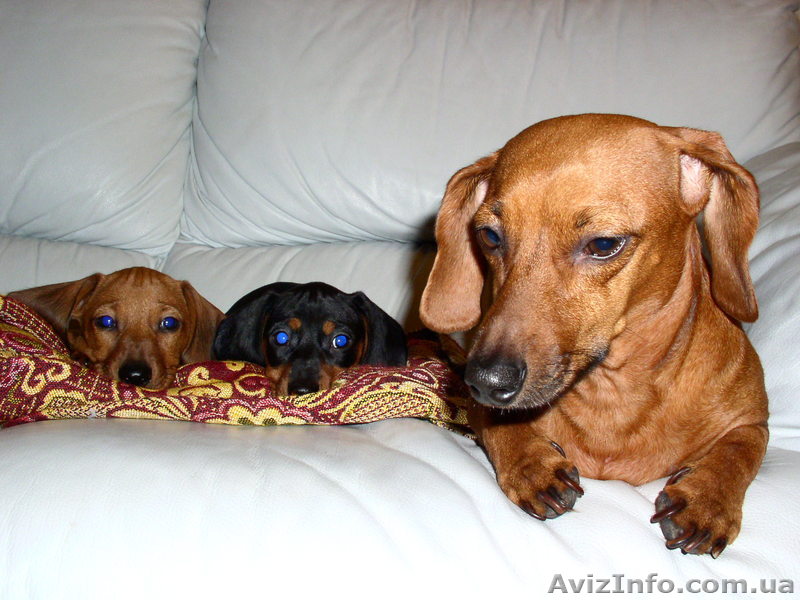 Продам щенят карликовой таксы - <ro>Изображение</ro><ru>Изображение</ru> #1, <ru>Объявление</ru> #126374