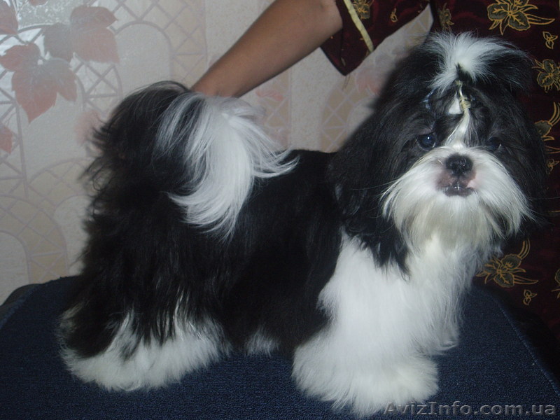 Замечательный мальчик- щеночек Ши-Тцу - <ro>Изображение</ro><ru>Изображение</ru> #1, <ru>Объявление</ru> #133460