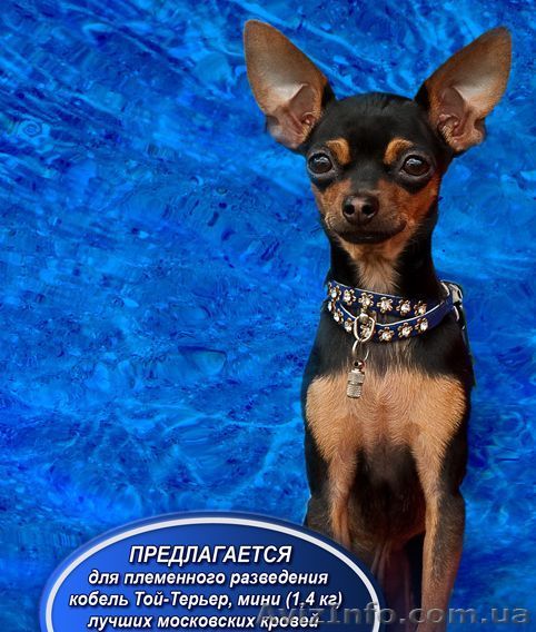 Русский Той-терьер  Вязка, Щенки - <ro>Изображение</ro><ru>Изображение</ru> #1, <ru>Объявление</ru> #95682