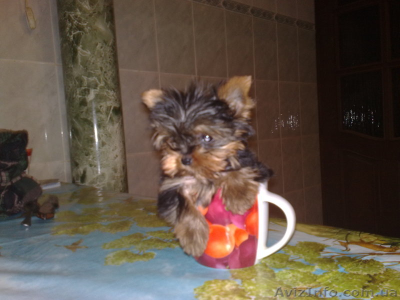 йоркширские терьеры щенки - <ro>Изображение</ro><ru>Изображение</ru> #1, <ru>Объявление</ru> #139628