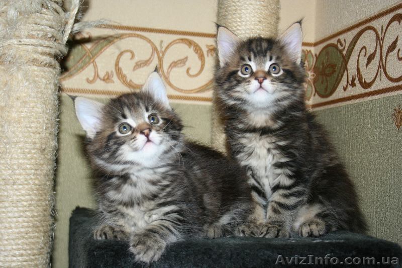 котята мейн кун - <ro>Изображение</ro><ru>Изображение</ru> #1, <ru>Объявление</ru> #144120