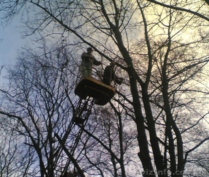 Удаление деревьев, спиливание, кронирование и подрезка - <ro>Изображение</ro><ru>Изображение</ru> #1, <ru>Объявление</ru> #135526