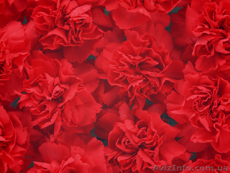 Гвоздика свежая оптом, выращенная в Анталии - <ro>Изображение</ro><ru>Изображение</ru> #1, <ru>Объявление</ru> #141446