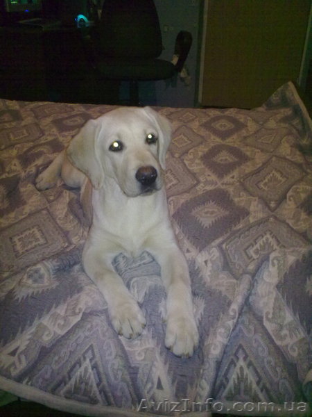Продам щенка лабрадора - <ro>Изображение</ro><ru>Изображение</ru> #1, <ru>Объявление</ru> #150442