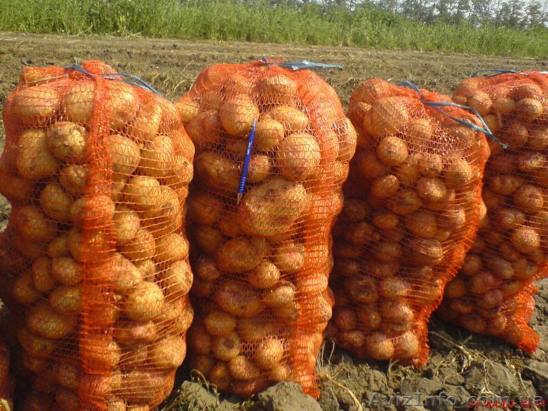 Свой товарный картофель - <ro>Изображение</ro><ru>Изображение</ru> #1, <ru>Объявление</ru> #152768