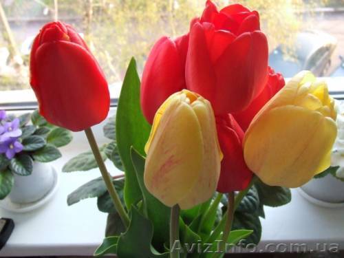 карпаты на 8 марта, отдых карпатх 8 марта, буковель недорого - <ro>Изображение</ro><ru>Изображение</ru> #1, <ru>Объявление</ru> #151407