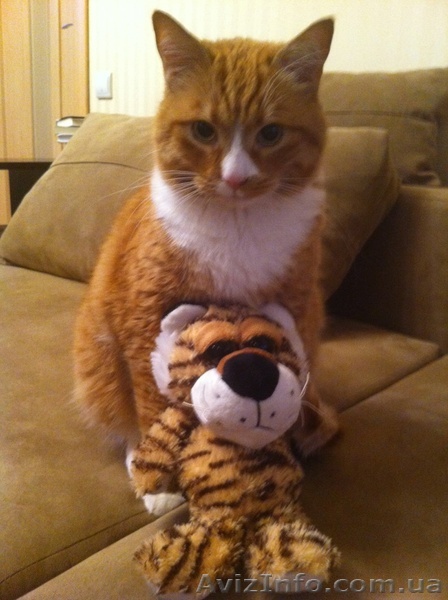 Отдам в хорошие руки кота - <ro>Изображение</ro><ru>Изображение</ru> #1, <ru>Объявление</ru> #139019