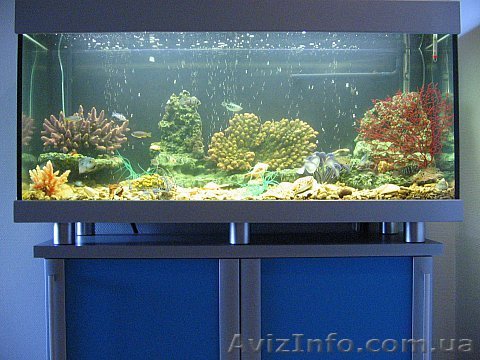 Аквариум 240 литров на тумбе - <ro>Изображение</ro><ru>Изображение</ru> #1, <ru>Объявление</ru> #149448