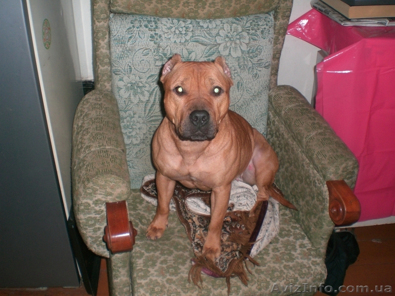 Продам щенков АМПБТ - <ro>Изображение</ro><ru>Изображение</ru> #1, <ru>Объявление</ru> #140393