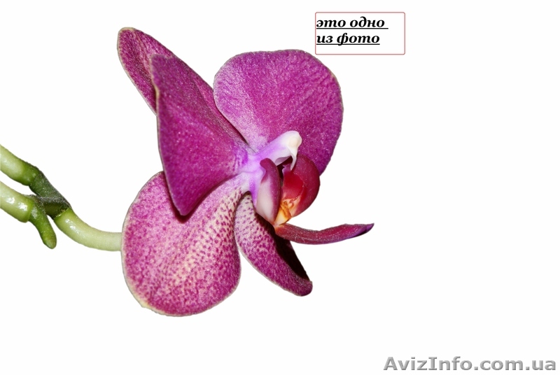  Продаётся SONY зеркальный фотоаппарат - <ro>Изображение</ro><ru>Изображение</ru> #1, <ru>Объявление</ru> #141209