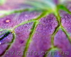 Эзотерические уроки В.Малюка - <ro>Изображение</ro><ru>Изображение</ru> #1, <ru>Объявление</ru> #151599