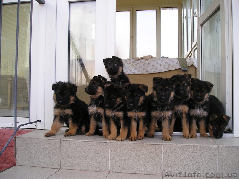 Щенки немецкой овчарки 2 месяца  - <ro>Изображение</ro><ru>Изображение</ru> #1, <ru>Объявление</ru> #146865