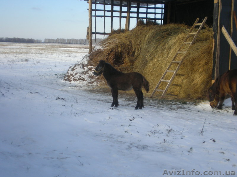 Продам жеребчика пони - <ro>Изображение</ro><ru>Изображение</ru> #1, <ru>Объявление</ru> #156271