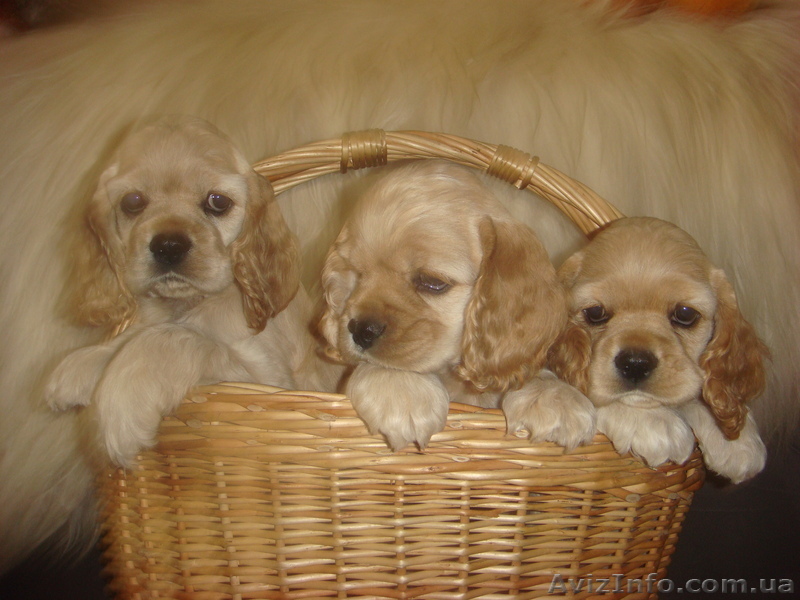 Американский кокер спаниель - <ro>Изображение</ro><ru>Изображение</ru> #1, <ru>Объявление</ru> #152838