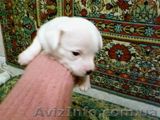 Продам недорого щенков той-терьера - <ro>Изображение</ro><ru>Изображение</ru> #1, <ru>Объявление</ru> #138058