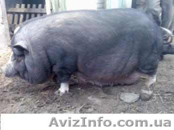 Продам поросят корейской породы - <ro>Изображение</ro><ru>Изображение</ru> #1, <ru>Объявление</ru> #150598