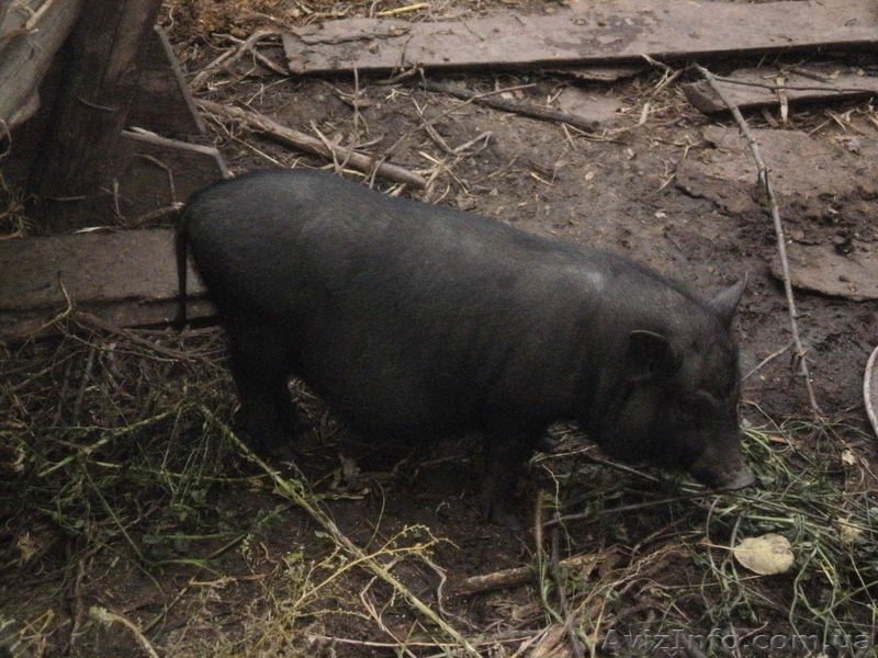 поросята-вьетнамцы - <ro>Изображение</ro><ru>Изображение</ru> #1, <ru>Объявление</ru> #138187