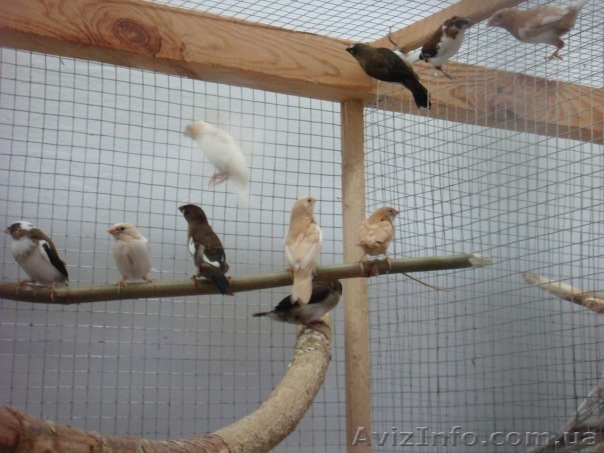 Японские амадины - <ro>Изображение</ro><ru>Изображение</ru> #1, <ru>Объявление</ru> #150928