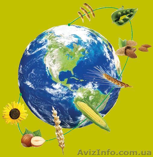 насіння сої, СОЯ АННУШКА - <ro>Изображение</ro><ru>Изображение</ru> #1, <ru>Объявление</ru> #154503