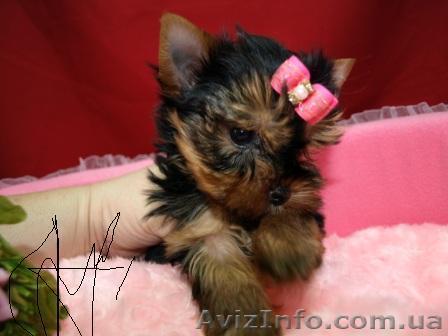 щенки йорка мини - <ro>Изображение</ro><ru>Изображение</ru> #1, <ru>Объявление</ru> #169170