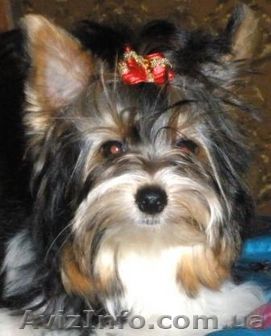 Продам щенка бивер йорка девочка - <ro>Изображение</ro><ru>Изображение</ru> #1, <ru>Объявление</ru> #158135