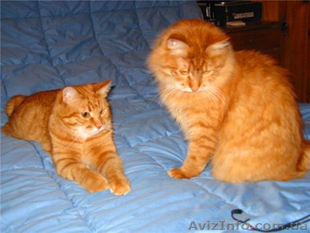 Два рыжих курильских бобтейла ДР 01.06.2009 - <ro>Изображение</ro><ru>Изображение</ru> #1, <ru>Объявление</ru> #180935