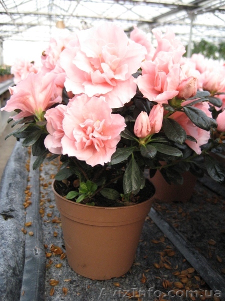 Цветы, подарок на 8 марта, примула, бегония, азалия, оптом - <ro>Изображение</ro><ru>Изображение</ru> #1, <ru>Объявление</ru> #179685