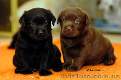 Черные щенки лабрадора в знаменитом питомнике Кеймсвон - <ro>Изображение</ro><ru>Изображение</ru> #1, <ru>Объявление</ru> #182355