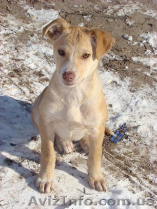 Отдам в хорошие руки маленького не породистого щенка - <ro>Изображение</ro><ru>Изображение</ru> #1, <ru>Объявление</ru> #172035