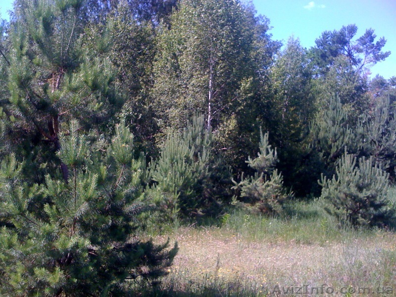 Богдановка Броварского района Киевской области - <ro>Изображение</ro><ru>Изображение</ru> #1, <ru>Объявление</ru> #178446