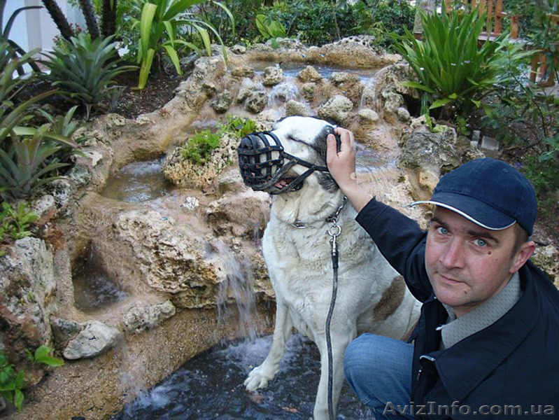 ВЫГУЛ СОБАК.НЕДОРОГО - <ro>Изображение</ro><ru>Изображение</ru> #1, <ru>Объявление</ru> #172399