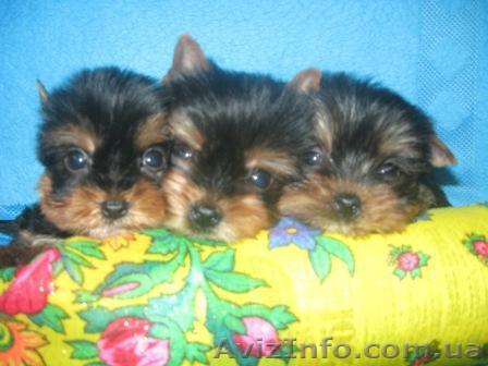 Элитные щеночки йоркширского терьера/КСУ - <ro>Изображение</ro><ru>Изображение</ru> #1, <ru>Объявление</ru> #177816