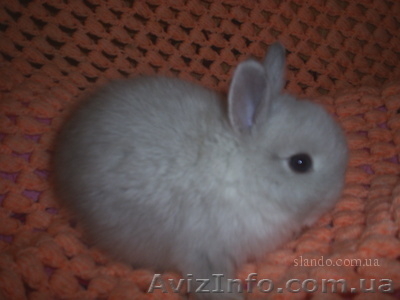  продам декоративных кроликов - <ro>Изображение</ro><ru>Изображение</ru> #1, <ru>Объявление</ru> #174619