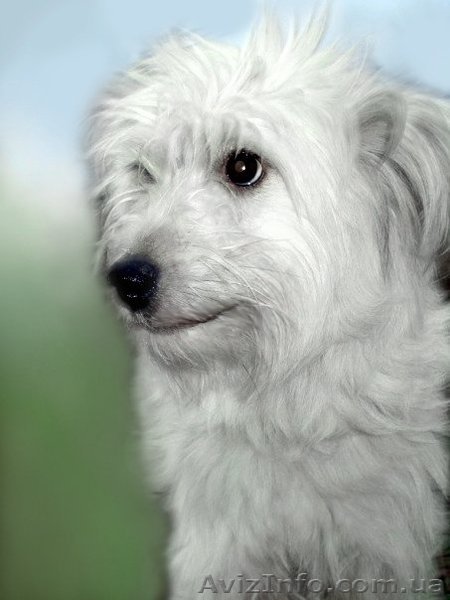 Ищет новый дом супер позитивная собака - <ro>Изображение</ro><ru>Изображение</ru> #1, <ru>Объявление</ru> #167459