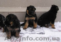 Продаю  щенков немецкой родословной овчарки - <ro>Изображение</ro><ru>Изображение</ru> #1, <ru>Объявление</ru> #174284